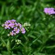 Řebříček sibiřský 'Love Parade' - Achillea sibirica 'Love Parade'