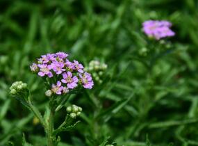 Řebříček sibiřský 'Love Parade' - Achillea sibirica 'Love Parade'