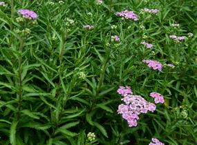 Řebříček sibiřský 'Love Parade' - Achillea sibirica 'Love Parade'