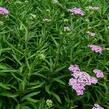 Řebříček sibiřský 'Love Parade' - Achillea sibirica 'Love Parade'