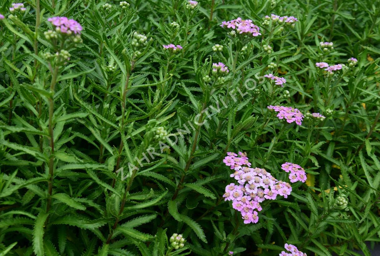 Řebříček sibiřský 'Love Parade' - Achillea sibirica 'Love Parade'