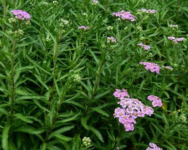 Řebříček sibiřský 'Love Parade'