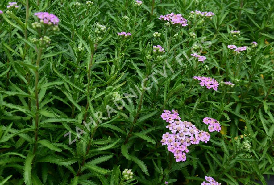 Řebříček sibiřský 'Love Parade' - Achillea sibirica 'Love Parade'
