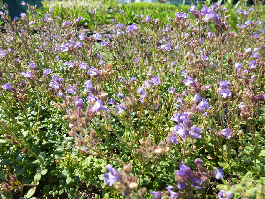 Hledíček 'Blue Dreams' - Chaenorhinum origanifolium 'Blue Dreams'