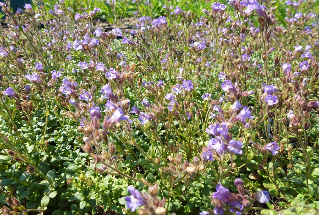 Hledíček 'Blue Dreams' - Chaenorhinum origanifolium 'Blue Dreams'