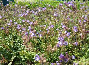 Hledíček 'Blue Dreams' - Chaenorhinum origanifolium 'Blue Dreams'