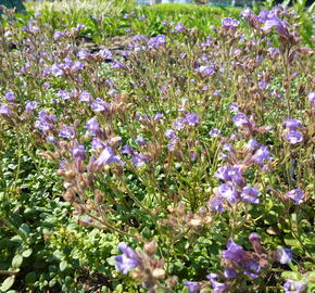 Hledíček 'Blue Dreams' - Chaenorhinum origanifolium 'Blue Dreams'