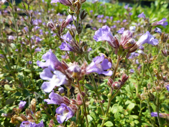 Hledíček 'Blue Dreams' - Chaenorhinum origanifolium 'Blue Dreams'