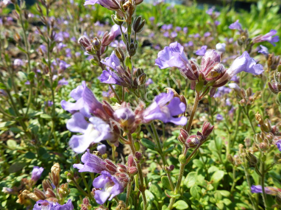Hledíček 'Blue Dreams' - Chaenorhinum origanifolium 'Blue Dreams'