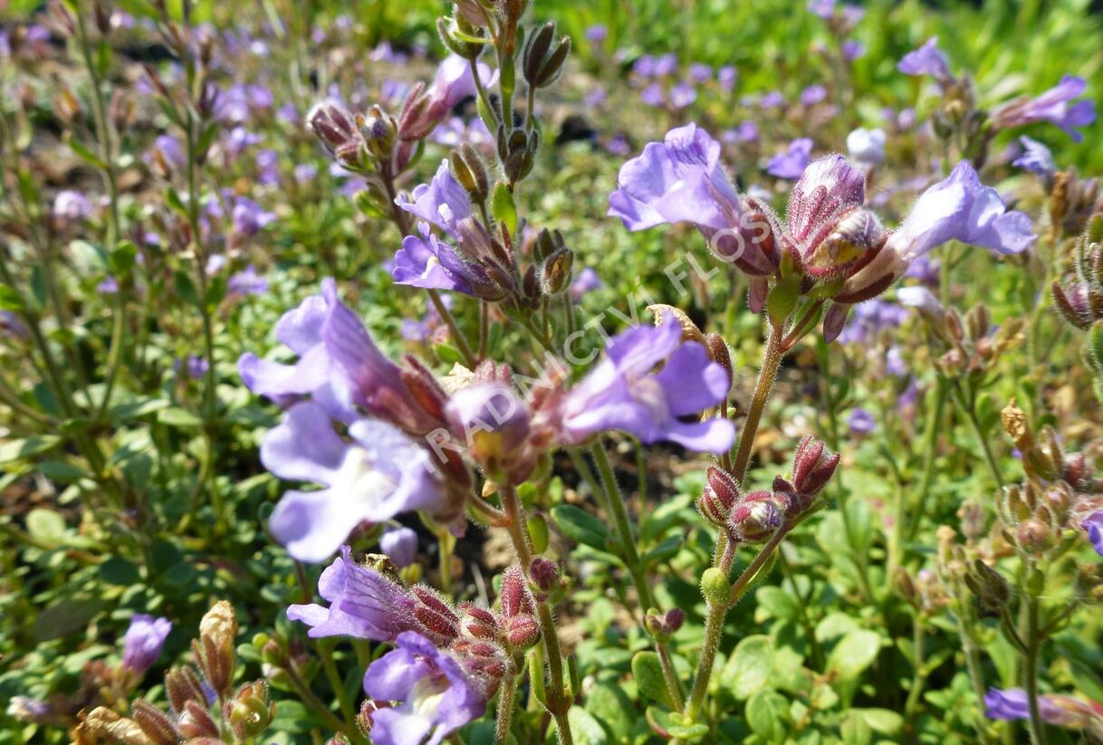 Hledíček 'Blue Dreams' - Chaenorhinum origanifolium 'Blue Dreams'