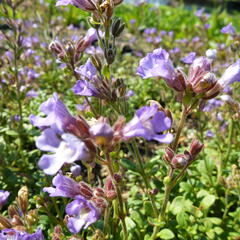 Hledíček 'Blue Dreams' - Chaenorhinum origanifolium 'Blue Dreams'