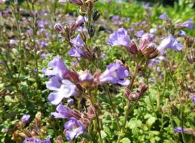 Hledíček 'Blue Dreams' - Chaenorhinum origanifolium 'Blue Dreams'
