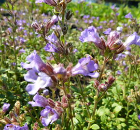 Hledíček 'Blue Dreams' - Chaenorhinum origanifolium 'Blue Dreams'