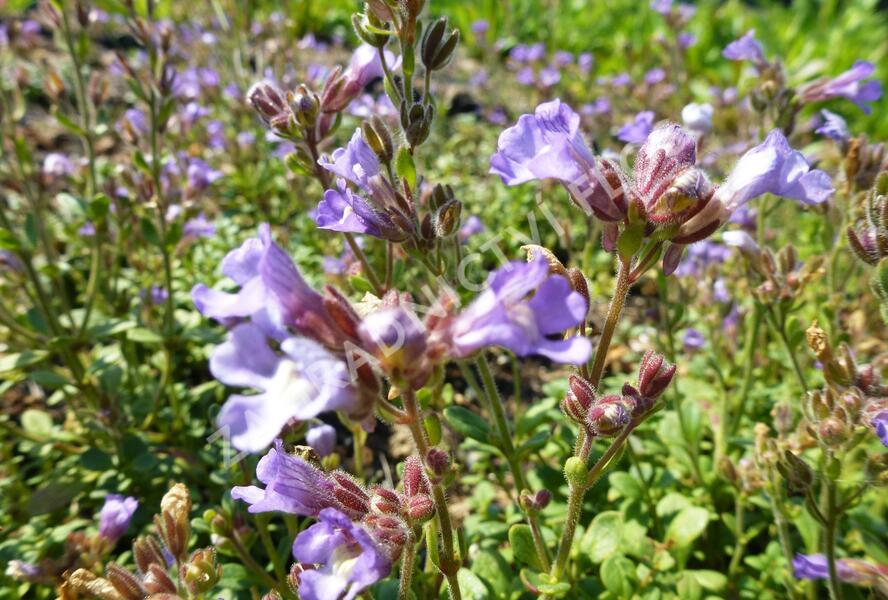 Hledíček 'Blue Dreams' - Chaenorhinum origanifolium 'Blue Dreams'