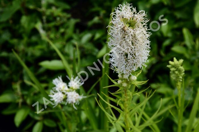 Šuškarda 'Floristan Weiss' - Liatris spicata 'Floristan Weiss'