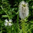 Šuškarda 'Floristan Weiss' - Liatris spicata 'Floristan Weiss'