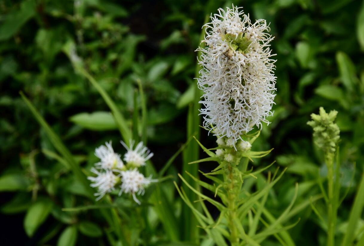 Šuškarda 'Floristan Weiss' - Liatris spicata 'Floristan Weiss'