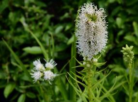 Šuškarda 'Floristan Weiss' - Liatris spicata 'Floristan Weiss'