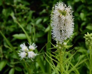 Šuškarda 'Floristan Weiss'