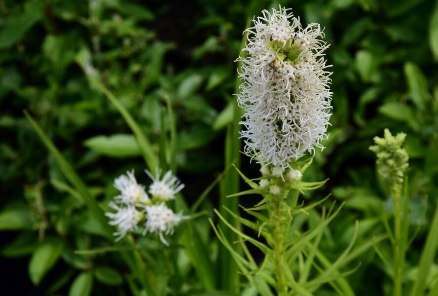 Šuškarda 'Floristan Weiss' - Liatris spicata 'Floristan Weiss'
