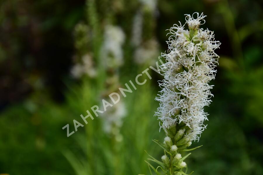 Šuškarda 'Floristan Weiss' - Liatris spicata 'Floristan Weiss'