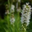 Šuškarda 'Floristan Weiss' - Liatris spicata 'Floristan Weiss'