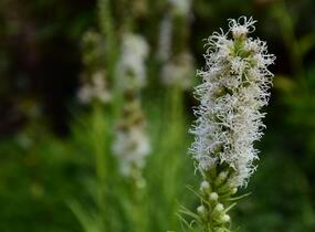 Šuškarda 'Floristan Weiss' - Liatris spicata 'Floristan Weiss'