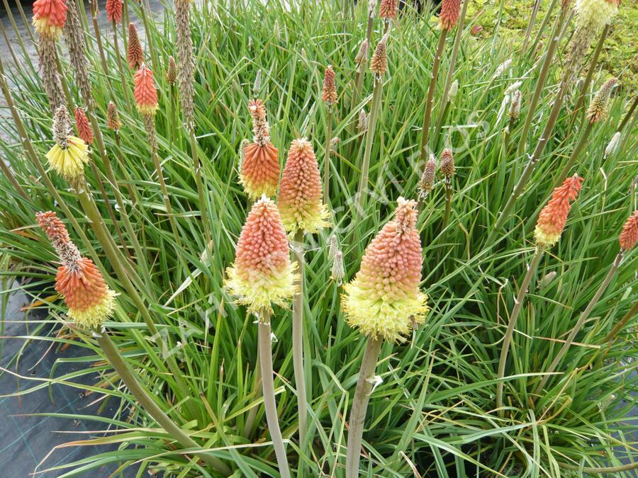 Kleopatřina jehla 'Grandiflora' - Kniphofia uvaria 'Grandiflora'