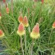 Kleopatřina jehla 'Grandiflora' - Kniphofia uvaria 'Grandiflora'