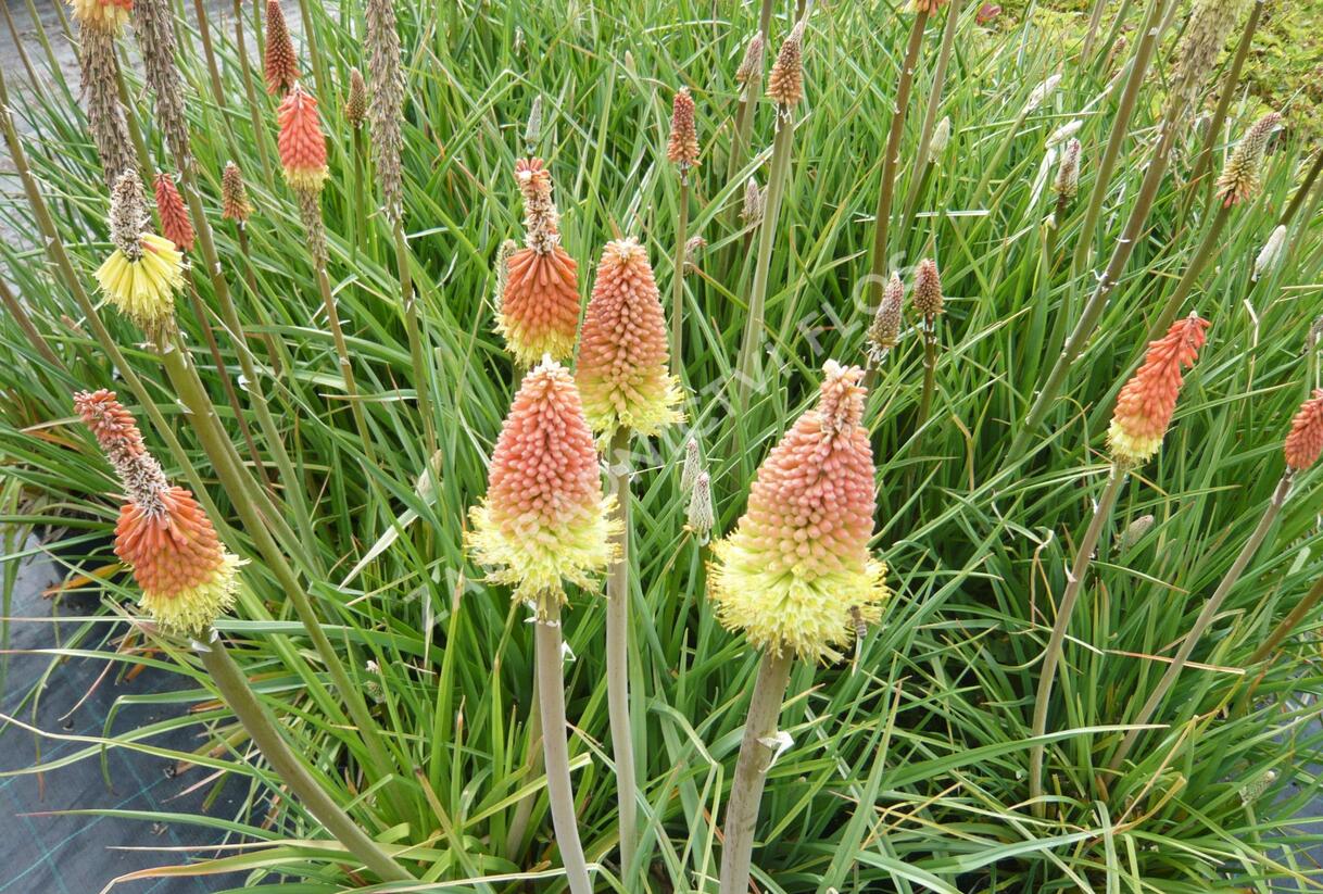 Kleopatřina jehla 'Grandiflora' - Kniphofia uvaria 'Grandiflora'