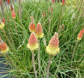 Kleopatřina jehla 'Grandiflora' - Kniphofia uvaria 'Grandiflora'