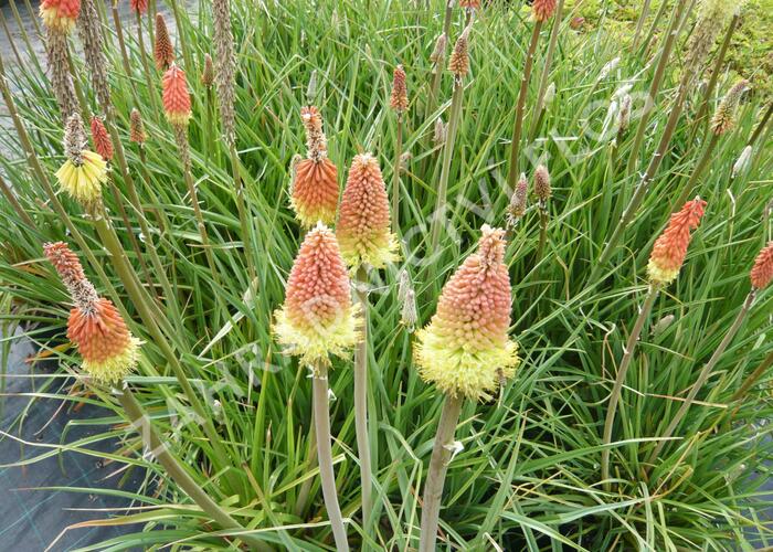 Kleopatřina jehla 'Grandiflora' - Kniphofia uvaria 'Grandiflora'