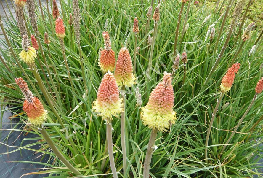 Kleopatřina jehla 'Grandiflora' - Kniphofia uvaria 'Grandiflora'