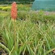 Kleopatřina jehla 'Grandiflora' - Kniphofia uvaria 'Grandiflora'