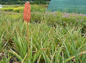 Kleopatřina jehla 'Grandiflora' - Kniphofia uvaria 'Grandiflora'