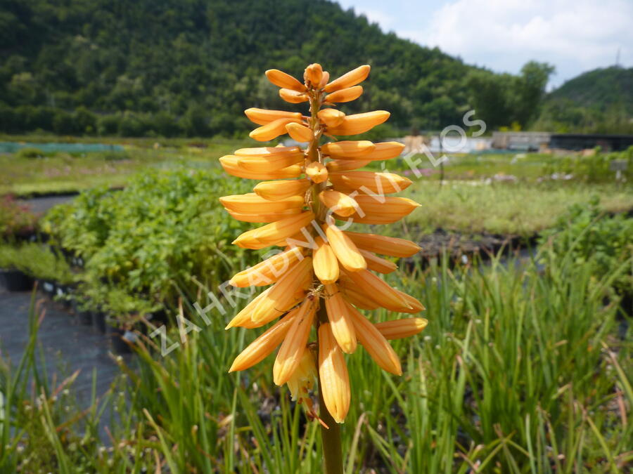 Kleopatřina jehla 'Flamenco' - Kniphofia uvaria 'Flamenco'