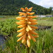 Kleopatřina jehla 'Flamenco' - Kniphofia uvaria 'Flamenco'