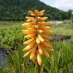 Kleopatřina jehla 'Flamenco' - Kniphofia uvaria 'Flamenco'