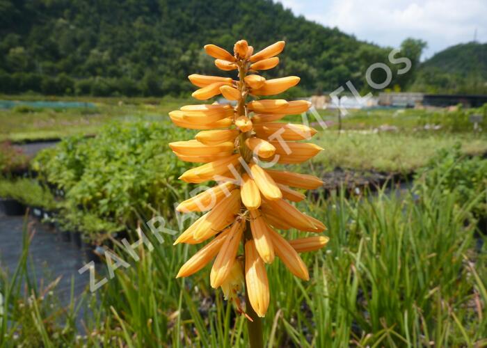Kleopatřina jehla 'Flamenco' - Kniphofia uvaria 'Flamenco'