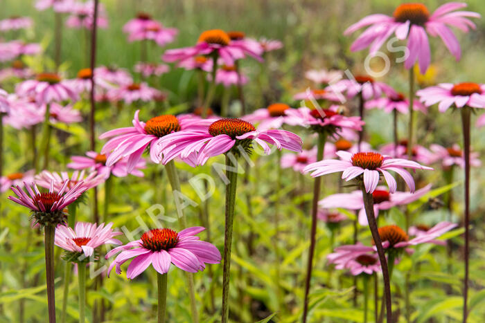 Třapatkovka nachová 'Leuchtstern' - Echinacea purpurea 'Leuchtstern'