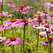 Třapatkovka nachová 'Leuchtstern' - Echinacea purpurea 'Leuchtstern'