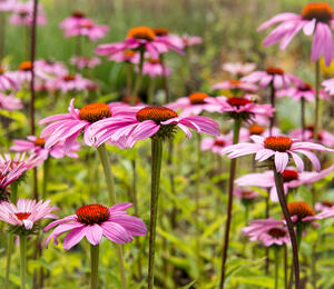Třapatka nachová 'Leuchtstern' - Echinacea purpurea 'Leuchtstern'