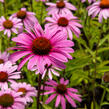 Třapatkovka nachová 'Leuchtstern' - Echinacea purpurea 'Leuchtstern'