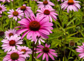 Třapatkovka nachová 'Leuchtstern' - Echinacea purpurea 'Leuchtstern'