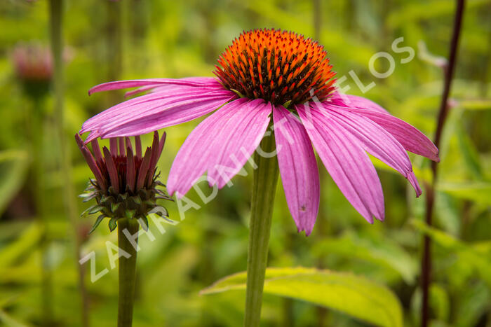 Třapatkovka nachová 'Leuchtstern' - Echinacea purpurea 'Leuchtstern'