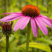 Třapatkovka nachová 'Leuchtstern' - Echinacea purpurea 'Leuchtstern'