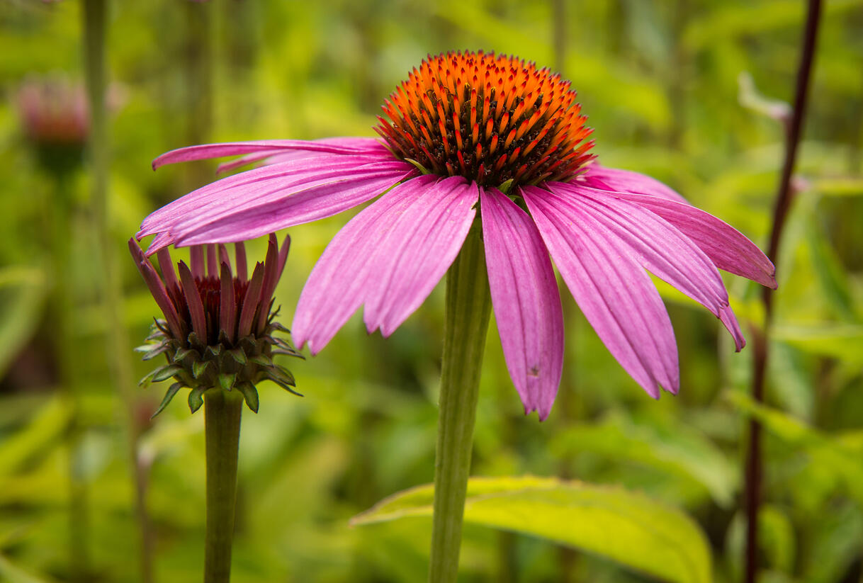Třapatkovka nachová 'Leuchtstern' - Echinacea purpurea 'Leuchtstern'