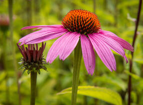 Třapatkovka nachová 'Leuchtstern' - Echinacea purpurea 'Leuchtstern'