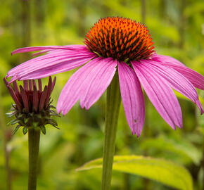 Třapatkovka nachová 'Leuchtstern' - Echinacea purpurea 'Leuchtstern'