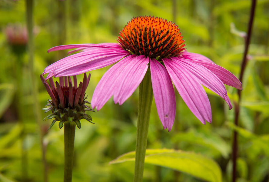 Třapatkovka nachová 'Leuchtstern' - Echinacea purpurea 'Leuchtstern'